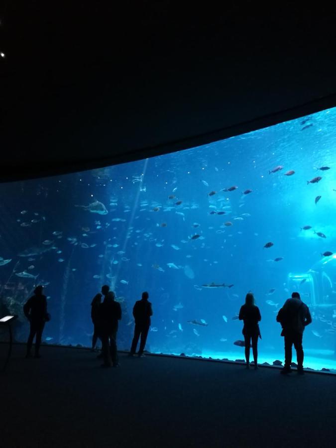 Las Canteras Aquarium Las Palmas de Gran Canaria Exteriér fotografie