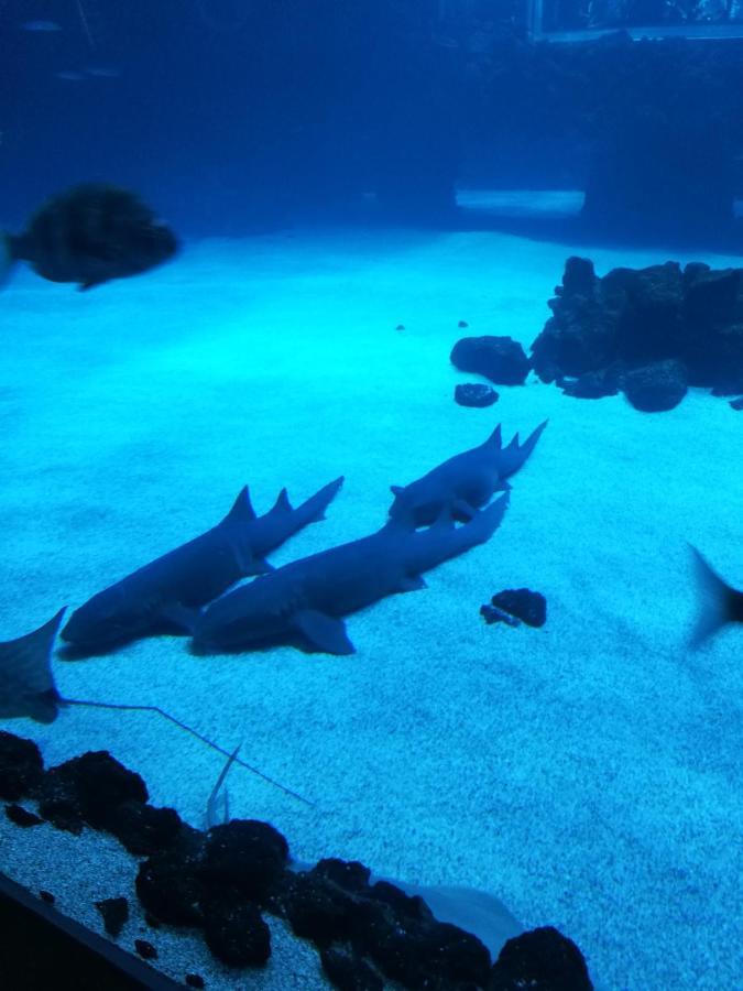 Las Canteras Aquarium Las Palmas de Gran Canaria Exteriér fotografie